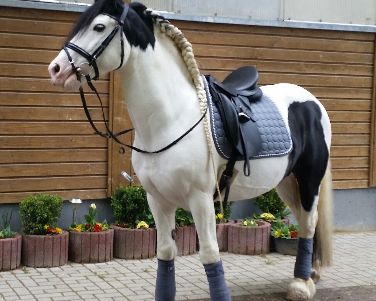 Dressurpferd Medicin Hat (Tinker-Mix / Pinto Tinker / Crossbreed, 2006, von Maximilian)