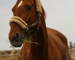 jumper Fine Lucie (Hanoverian, 2003, from For Feeling)