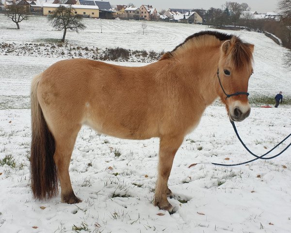 broodmare Faye (Fjord Horse, 2009, from Reinar)