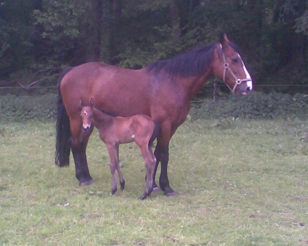 Zuchtstute Casey Joes Flight (Irish Sport Horse,  , von Errigal Flight)