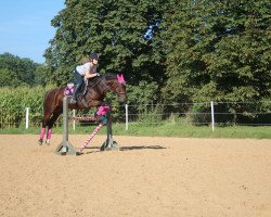 jumper Allmaja (Deutsches Reitpony, 1999, from Marquis AA)