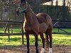 horse Up to Dant (KWPN (Royal Dutch Sporthorse), 2001, from Freestyle)