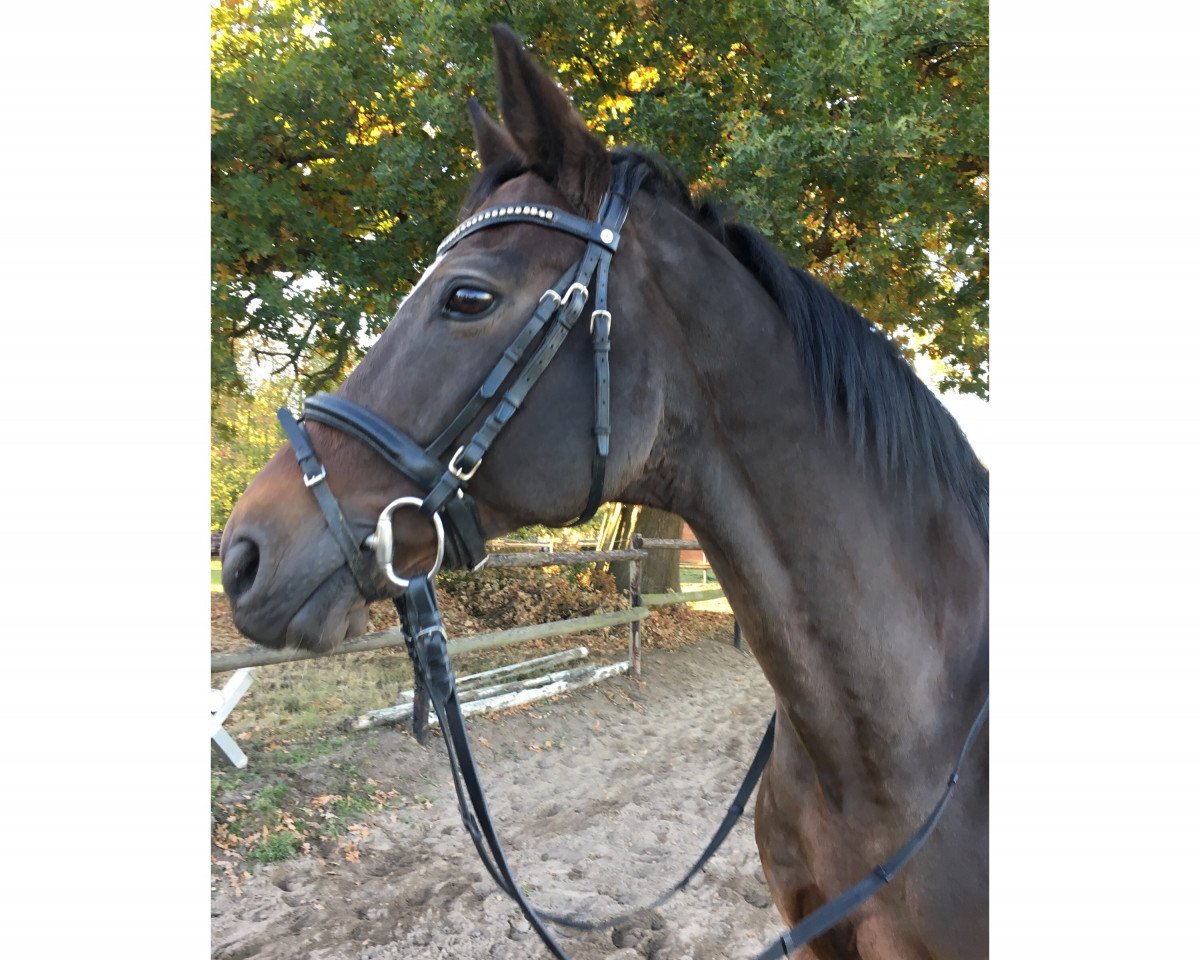 dressage horse Wimboury (Hanoverian, 2002, from White Star)