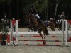 dressage horse Curly Sue 202 (Pony without race description, 2013)