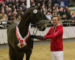 stallion Apalachee (Oldenburg, 2016, from Apache)