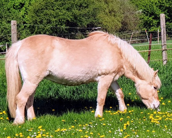 Pferd Lillja (Fjordpferd, 1989, von Ohlsen)