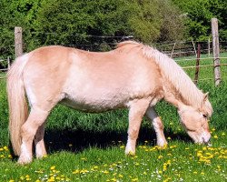 horse Lillja (Fjord Horse, 1989, from Ohlsen)