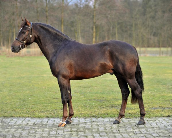 Deckhengst Kantje's Carter (New-Forest-Pony, 2006, von Silverlea Simply Red)