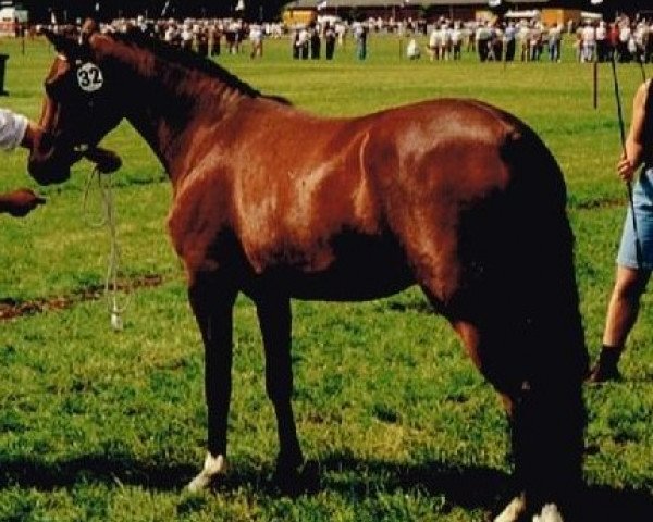Zuchtstute Borgerhof's Tina (New-Forest-Pony, 1996, von Marnehoeve's Everest)
