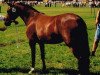 Zuchtstute Borgerhof's Tina (New-Forest-Pony, 1996, von Marnehoeve's Everest)