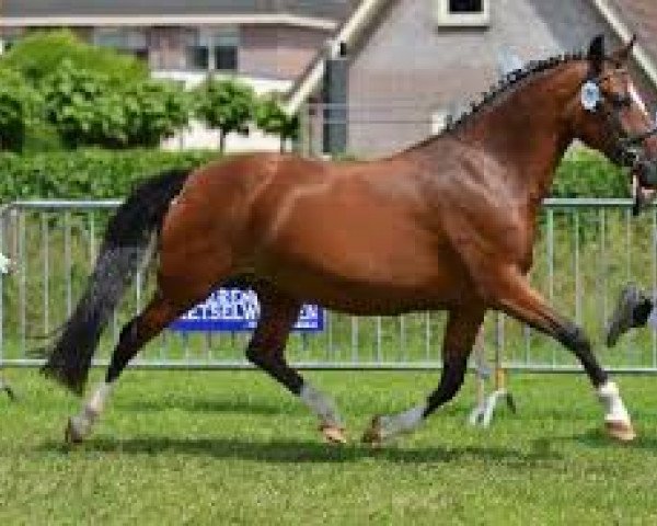broodmare Orchid's Mysta (New Forest Pony, 2000, from Marits Mistique)
