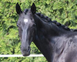 dressage horse Da Dio (Hanoverian, 2018, from Donatus)