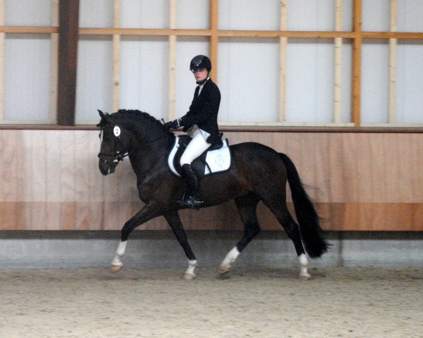 horse Lomansheide Brent (New Forest Pony, 2011, from Reekamp's Eclips)