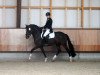 horse Lomansheide Brent (New Forest Pony, 2011, from Reekamp's Eclips)