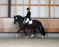 Pferd Lomansheide Brent (New-Forest-Pony, 2011, von Reekamp's Eclips)