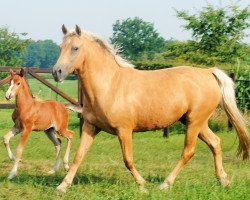 Zuchtstute Kantje's American Beauty (New-Forest-Pony, 2005, von Berkhof's Higgledy Piggledy)