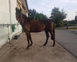 dressage horse Sir Lumpi (German Warmblood, 2012, from Sir Lehmann)