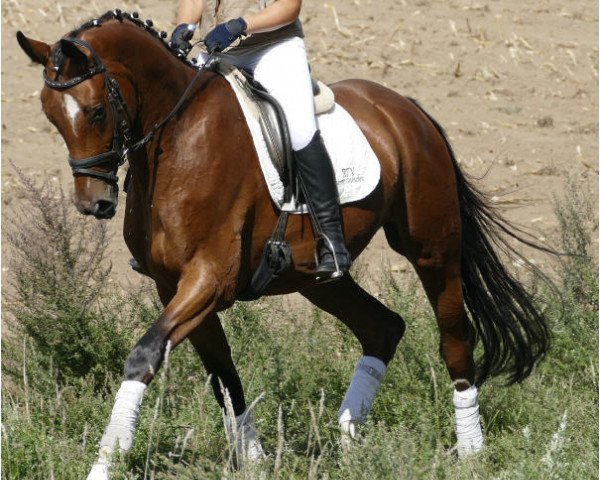 dressage horse Glücksritter (Mecklenburg, 2015, from Glücksruf II)