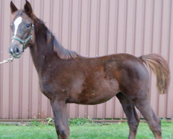 dressage horse Simone (Hanoverian, 2020, from Secret)