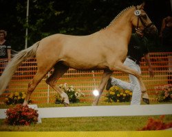 broodmare PSW Destination (German Riding Pony, 2011, from FS Don't Worry)