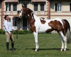 stallion Stenthor Morinda (Selle Français, 2006, from Kronos d'Ouilly)