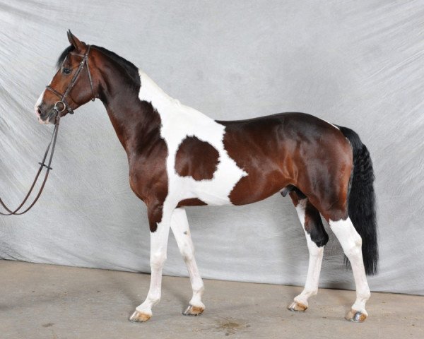 stallion Roccossifred (Selle Français, 2005, from Limbo)