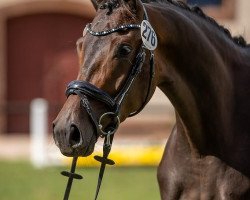 broodmare Kind of Magic 13 (Trakehner, 2017, from Helium)