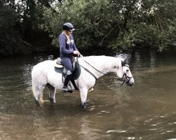 Pferd Rocklawn Bob (Connemara-Pony, 2010, von Castle Squire)