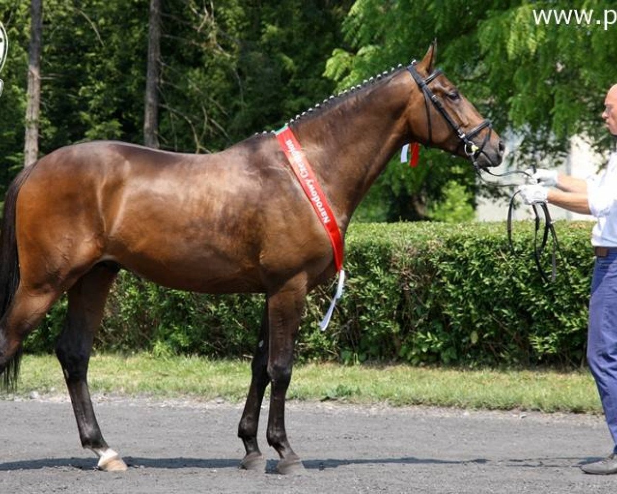 Pferd Efez (Anglo-Araber, 2015, von Davinci)