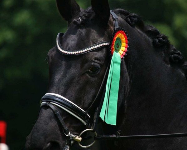 dressage horse Richie 27 (Hanoverian, 2004, from Rubin Royal OLD)