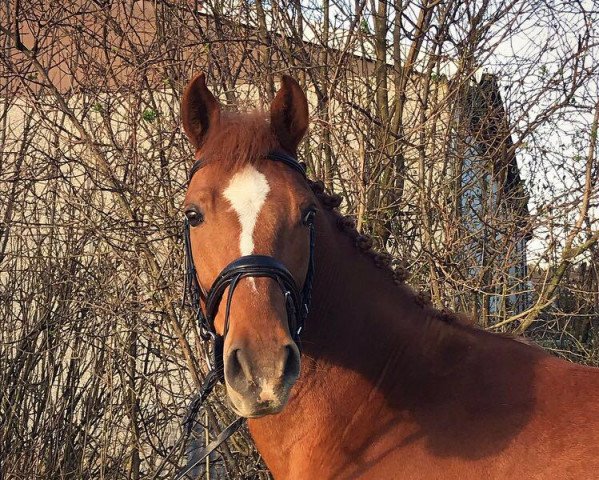 dressage horse Trabbi de Luxe (German Riding Pony, 2009, from Theo Diabolo)