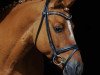 dressage horse Dat Issa (German Riding Pony, 2012, from Dimension AT NRW)