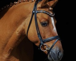 dressage horse Dat Issa (German Riding Pony, 2012, from Dimension AT NRW)