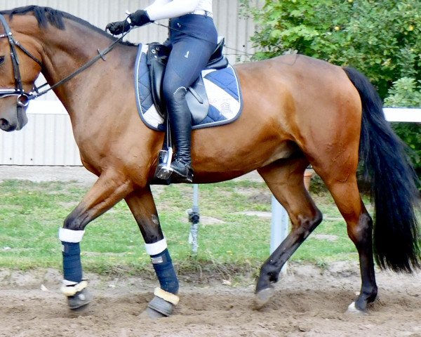 dressage horse Calle 95 (Holsteiner, 2009, from Califax)