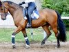 dressage horse Calle 95 (Holsteiner, 2009, from Califax)