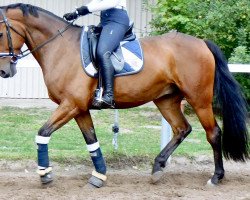 dressage horse Calle 95 (Holsteiner, 2009, from Califax)