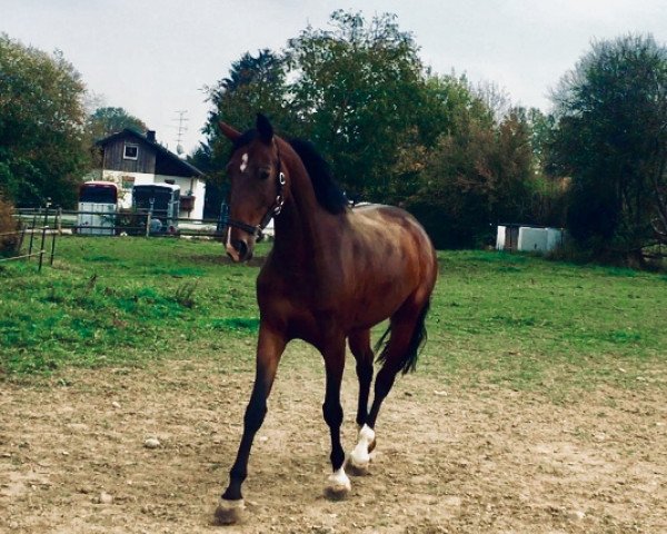 dressage horse Amaretta (Bavarian, 2014, from Rock Forever II)