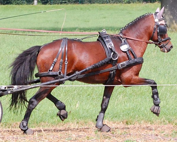 stallion Noctambule (German Riding Pony, 1999, from Nantano)