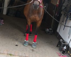 dressage horse Koko 26 (Belgian Warmblood, 2010, from Aaron)