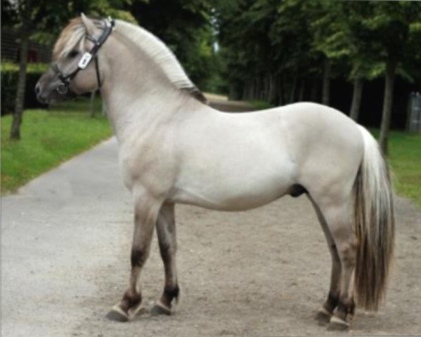 stallion Tulstruplunds Qvali (Fjord Horse, 2017, from Brijol)