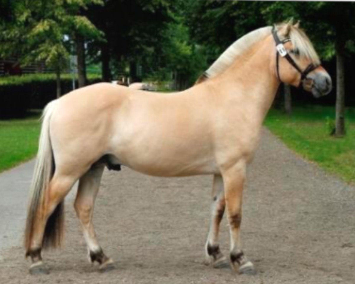 stallion Tornhøjs Konrad (Fjord Horse, 2016, from Mosegårdens Ivanhoe)