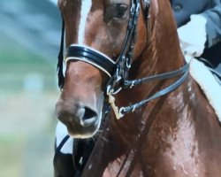 dressage horse Dejadee (Württemberger, 2007, from Daramis)