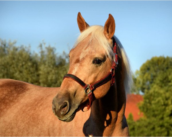 Pferd Azteke (Quarter Horse, 2013)