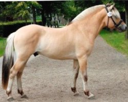 stallion Stald Kiels Yatzy (Fjord Horse, 2017, from Stald Kiels Sagn)