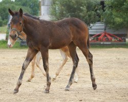 Pferd AM Diesel Perfection (Quarter Horse, 2018)