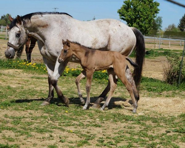 broodmare Naomi The Pigeon (Appaloosa, 2003)