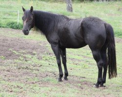 Pferd Customs Raven Lady (Quarter Horse, 2012, von Custom AK)