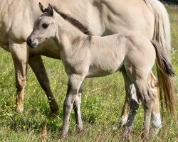 horse Customs Viking (Quarter Horse, 2018, from Customs Lowenherz)