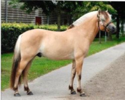 stallion Prinsholm’s Safron (Fjord Horse, 2017, from Ingolf Kjærgård)