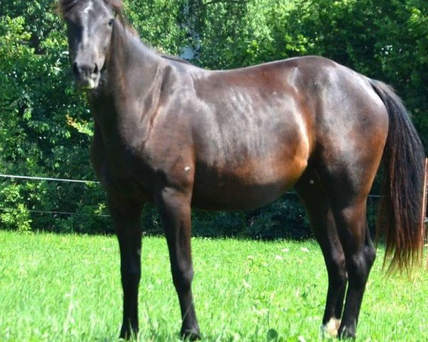 Pferd Smoki Girl (Quarter Horse, 2015)